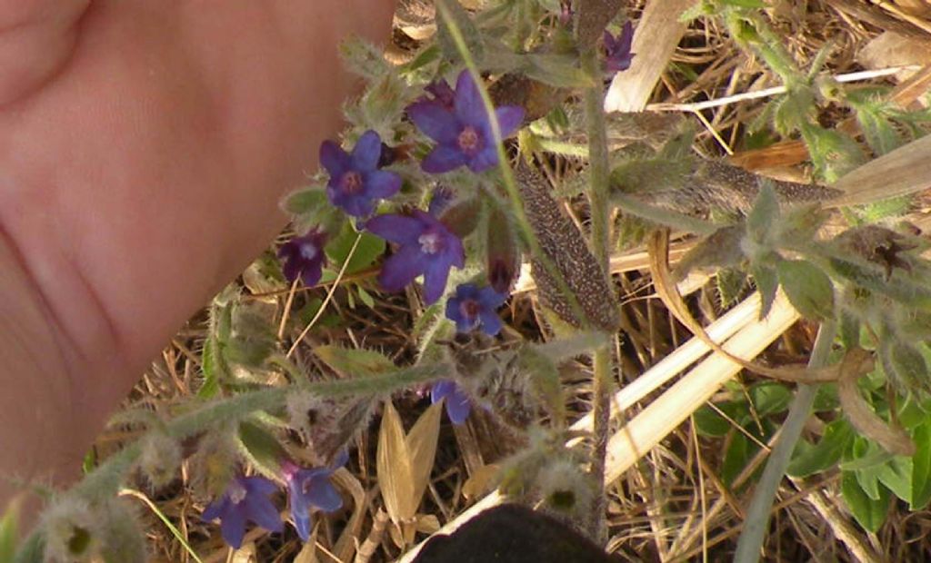 Boraginaceae - Anchusa undulata