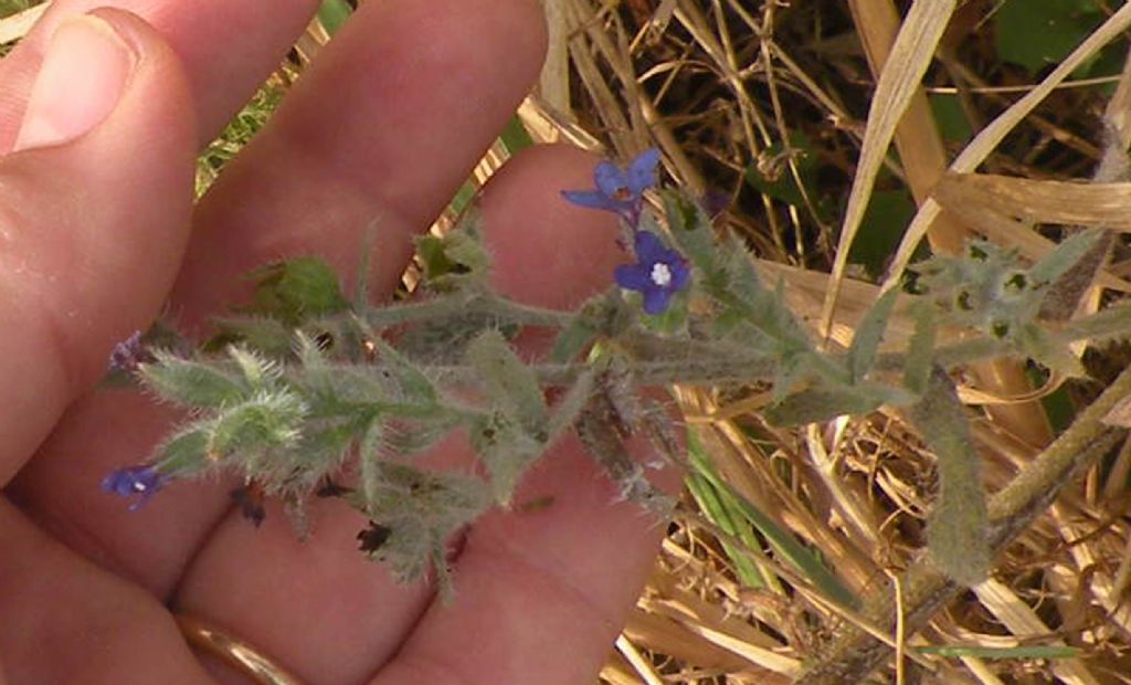 Boraginaceae - Anchusa undulata