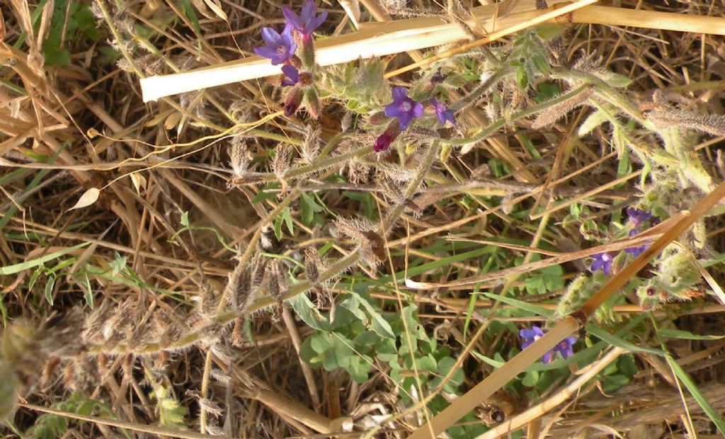 Boraginaceae - Anchusa undulata