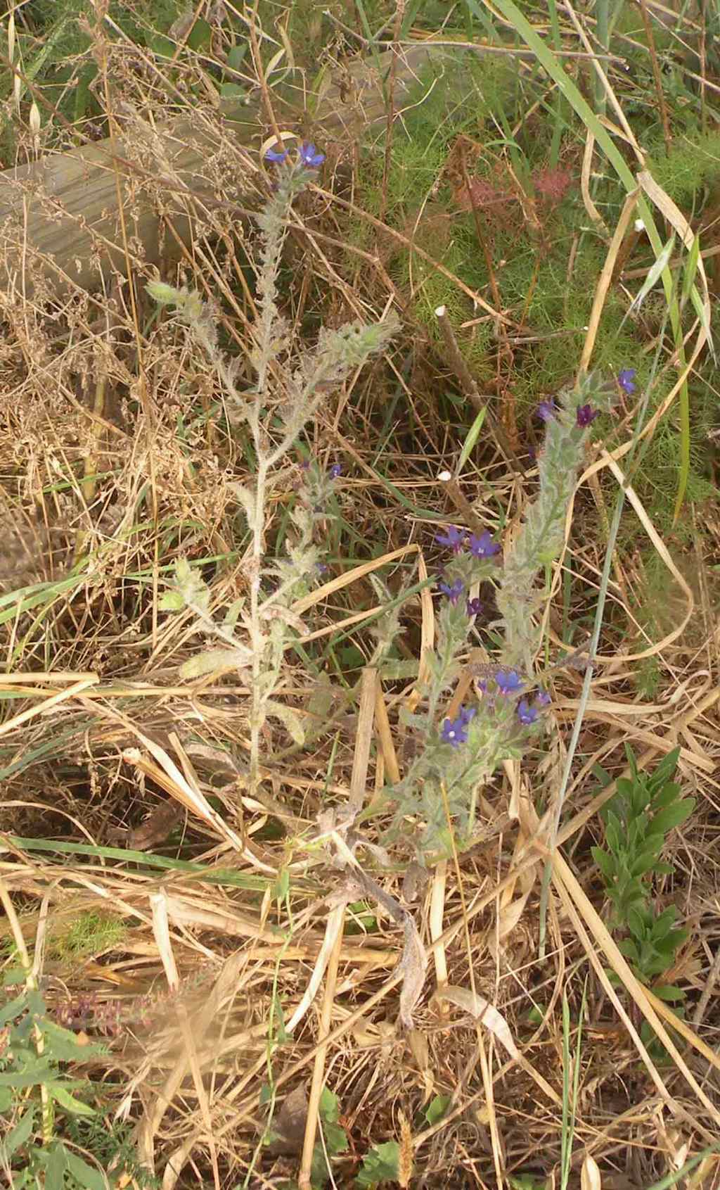 Boraginaceae - Anchusa undulata