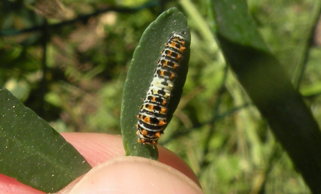 Su ruta: bruco,giovane di Macaone (Papilio machaon) -  Papilionidae