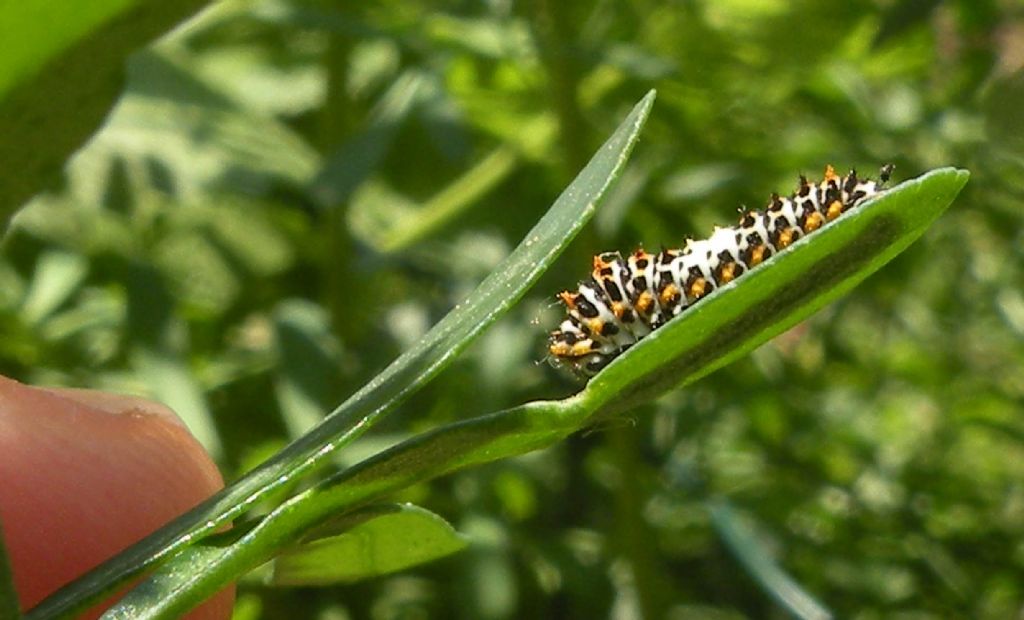 Su ruta: bruco,giovane di Macaone (Papilio machaon) -  Papilionidae