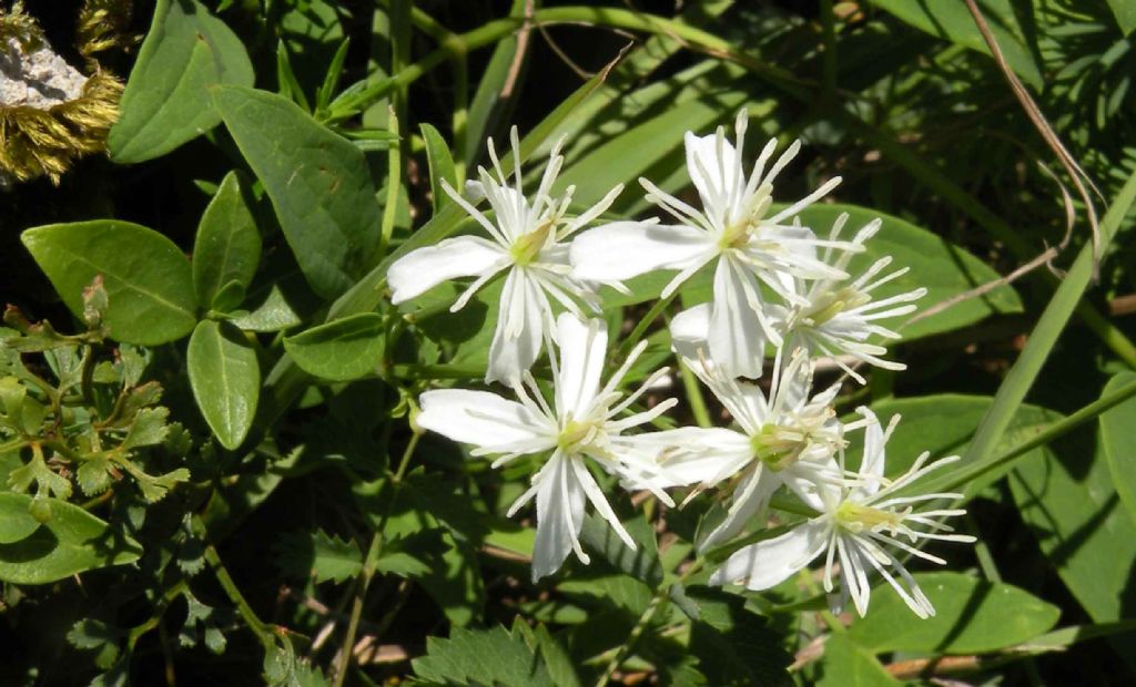 Quale Clematis?  Clematis flammula