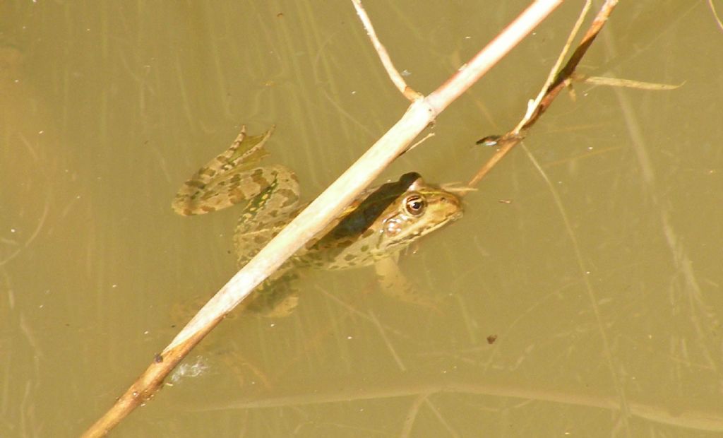 Assembramento di tre rane (Pelophylax sp., RE)