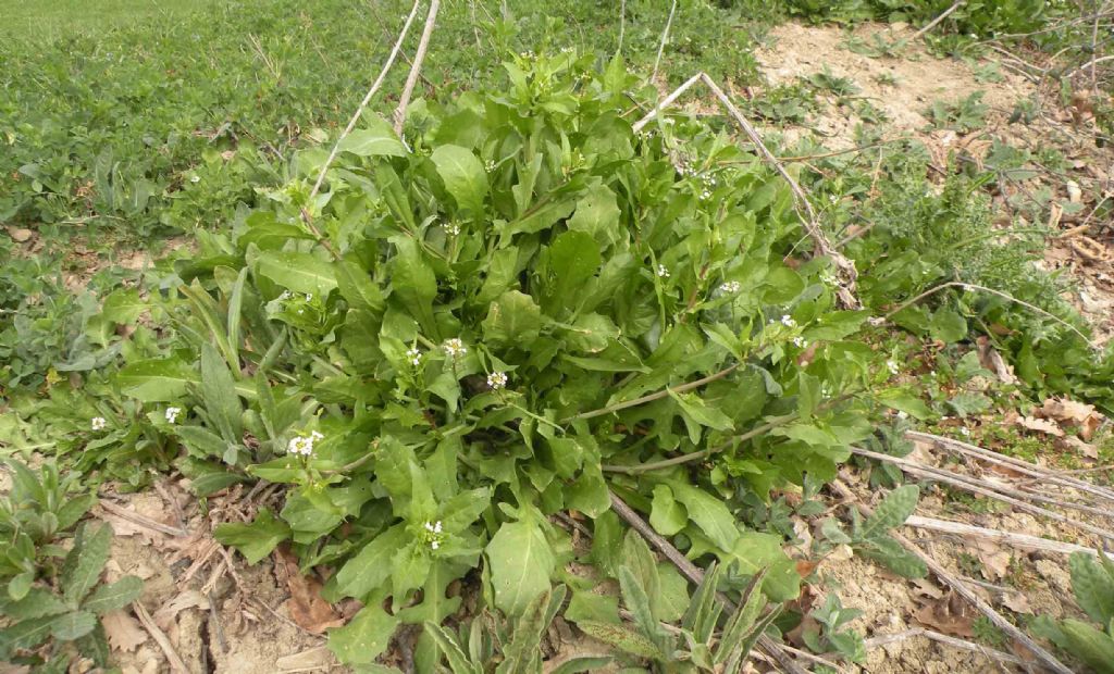 Calepina irregularis (Brassicaceae)