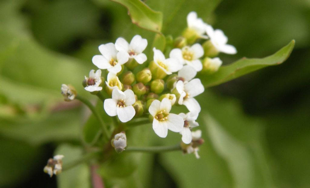 Calepina irregularis (Brassicaceae)