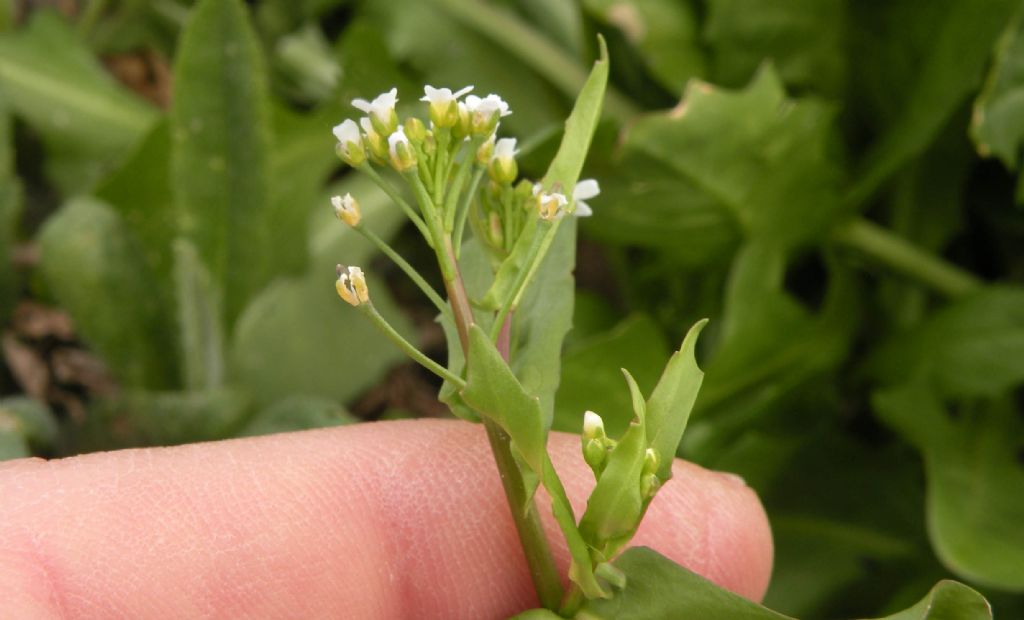 Calepina irregularis (Brassicaceae)