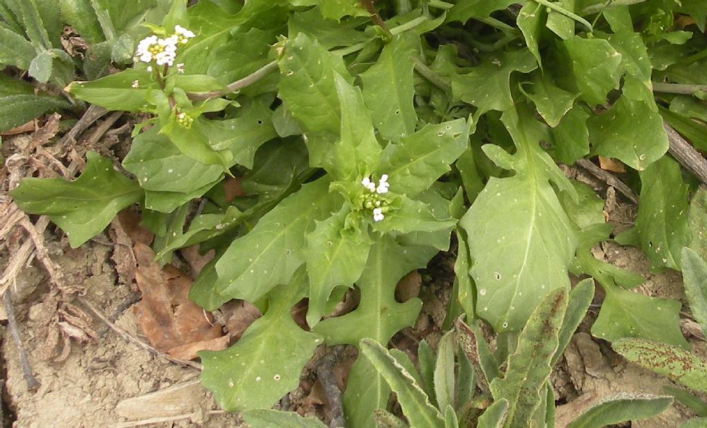 Calepina irregularis (Brassicaceae)