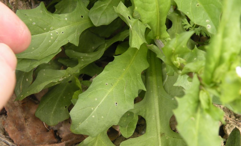 Calepina irregularis (Brassicaceae)