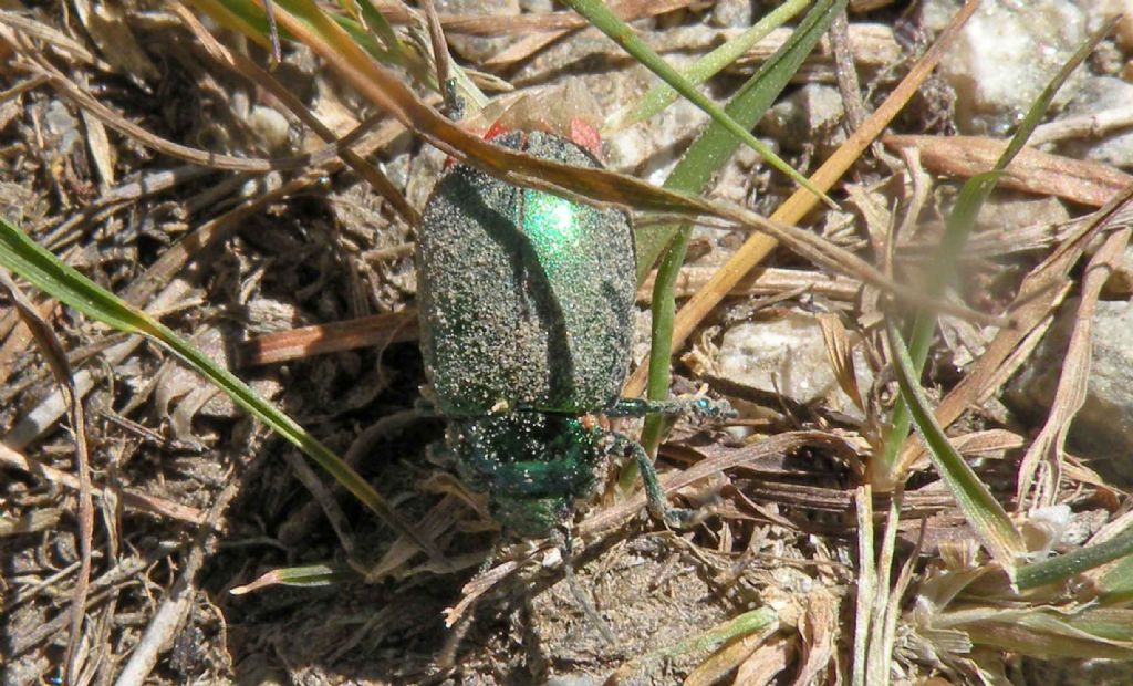 Verde con le ali rosse: Oreina sp, Chrysomelidae.