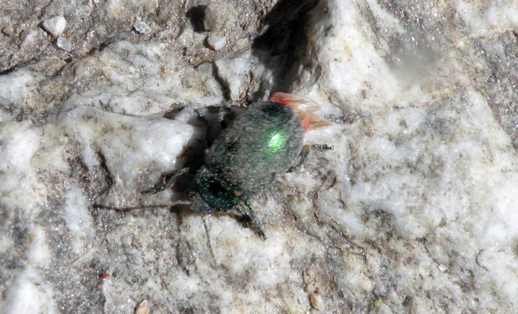 Verde con le ali rosse: Oreina sp, Chrysomelidae.