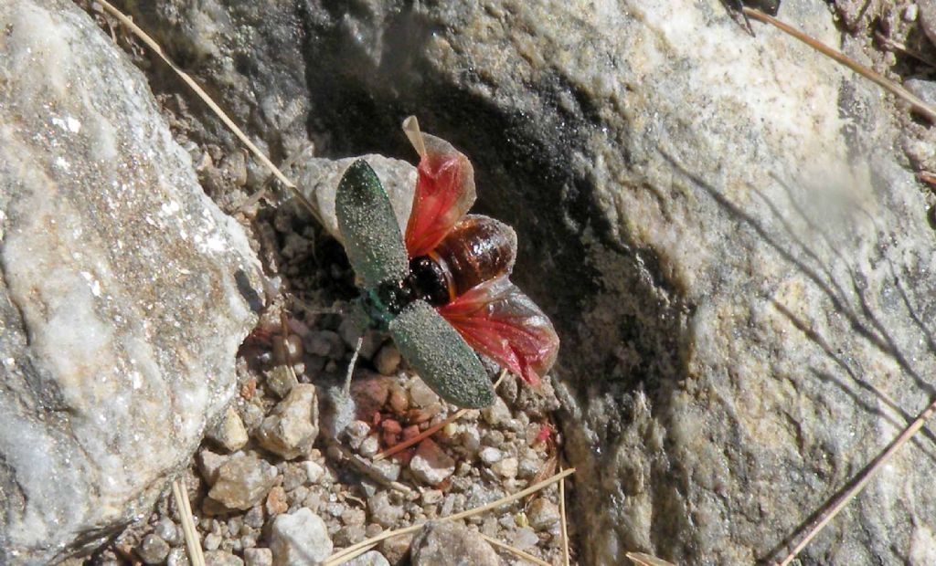 Verde con le ali rosse: Oreina sp, Chrysomelidae.