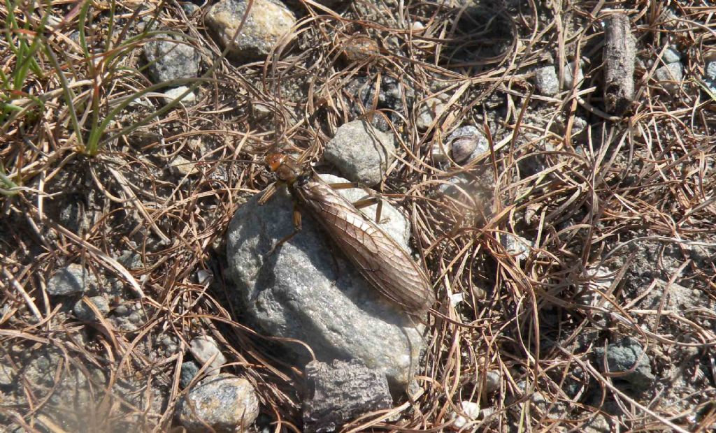 Mah... che insetto ?  Perla grandis (Perlidae)