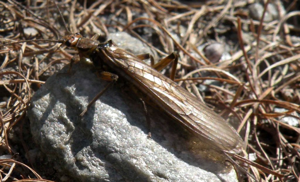 Mah... che insetto ?  Perla grandis (Perlidae)