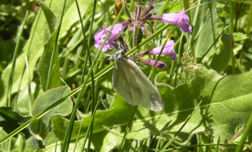 Leptidea sinapis, vero?