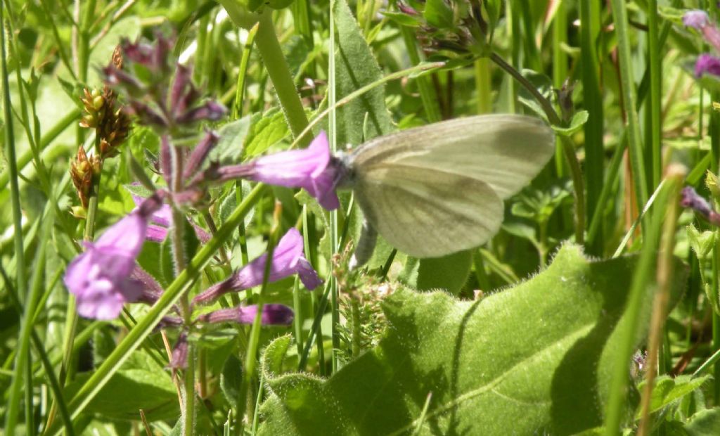 Leptidea sinapis, vero?