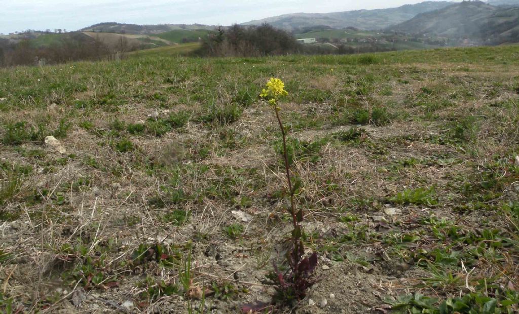 Confermate Brassica nigra? ... pi probabile  Sinapis arvensis