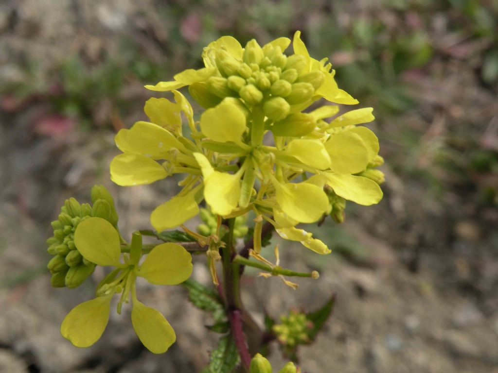 Confermate Brassica nigra? ... pi probabile  Sinapis arvensis