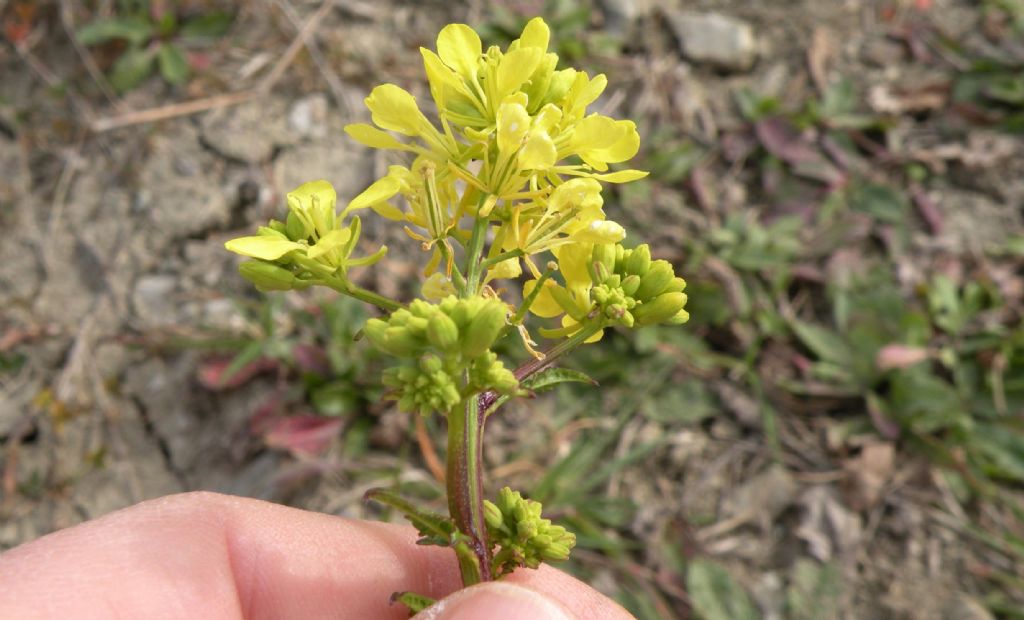 Confermate Brassica nigra? ... pi probabile  Sinapis arvensis