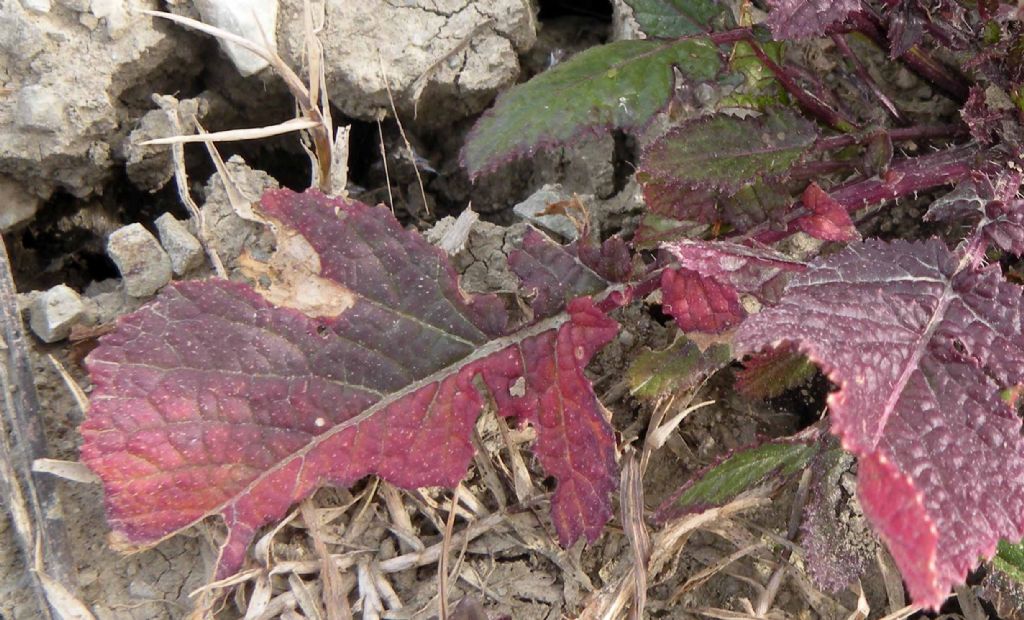 Confermate Brassica nigra? ... pi probabile  Sinapis arvensis