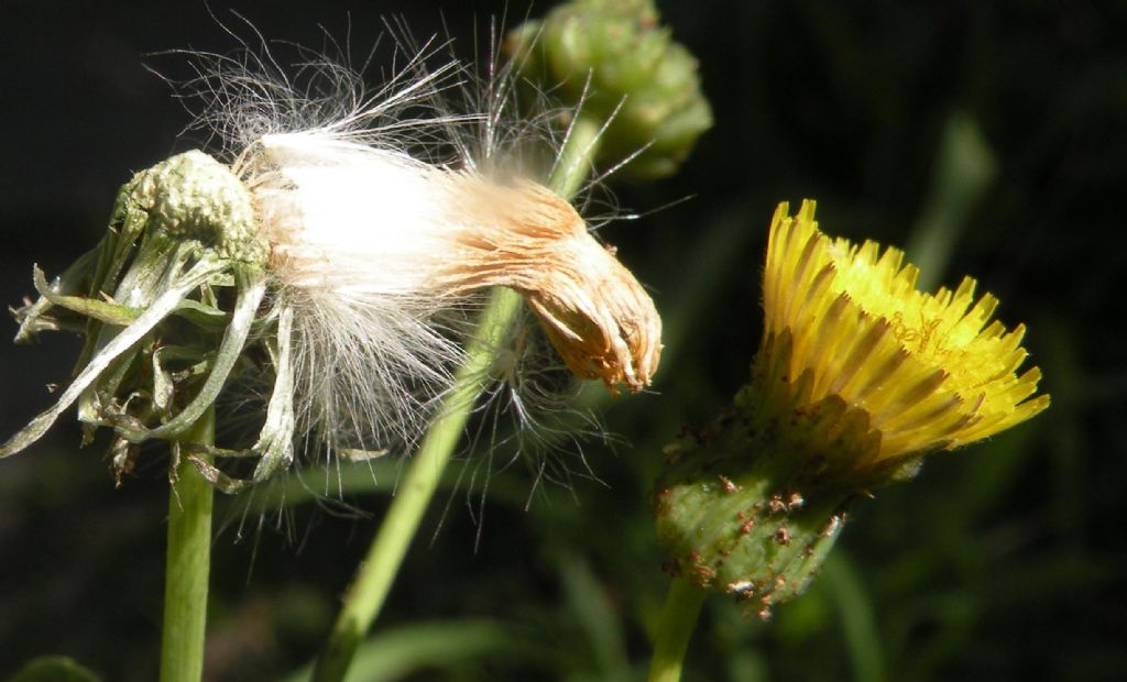 Se  un Sonchus... S, Sonchus sp.