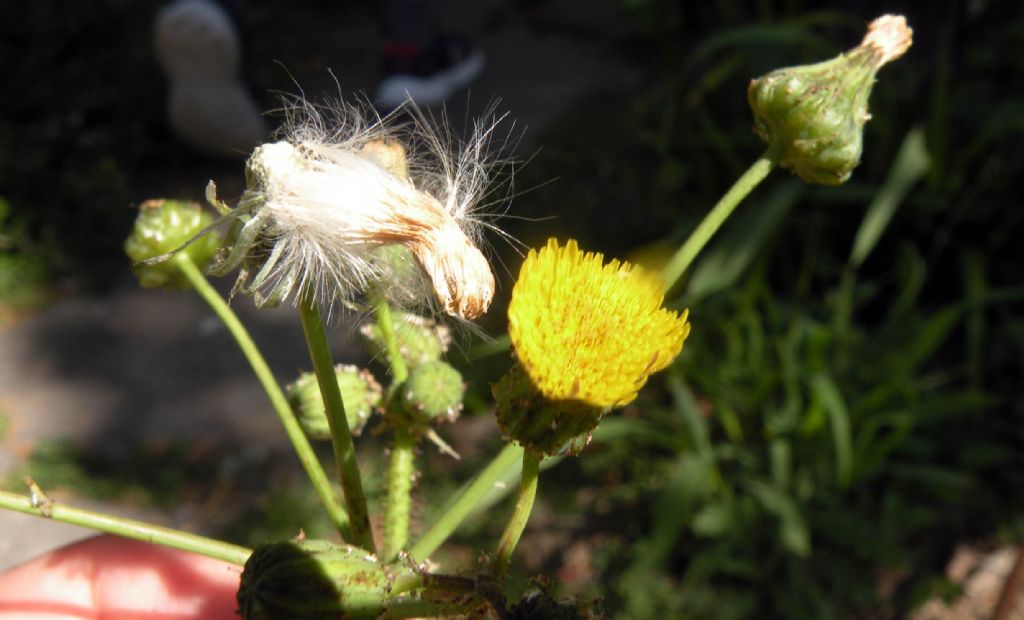 Se  un Sonchus... S, Sonchus sp.