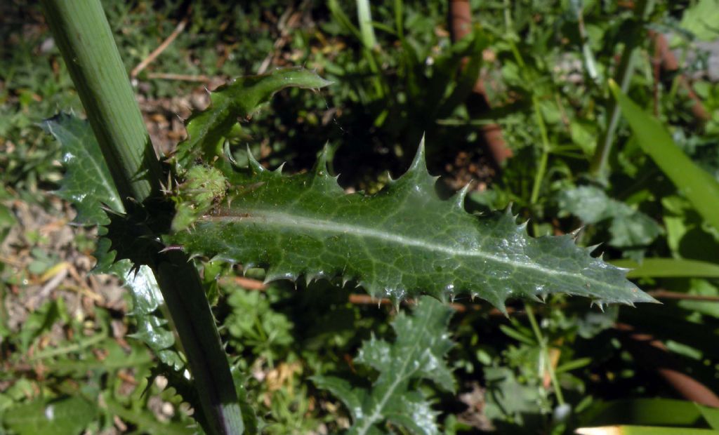 Se  un Sonchus... S, Sonchus sp.