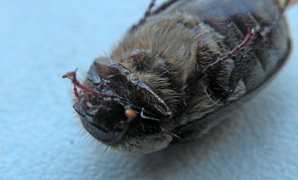Melolonthidae in tanatosi: Aplidia etrusca