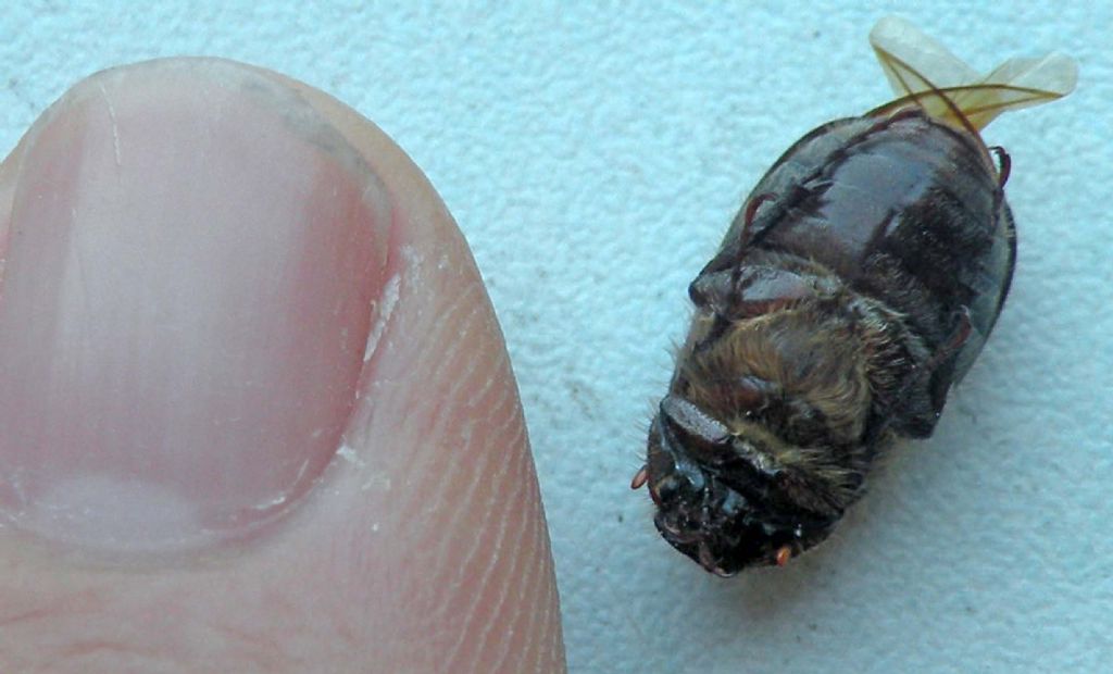 Melolonthidae in tanatosi: Aplidia etrusca