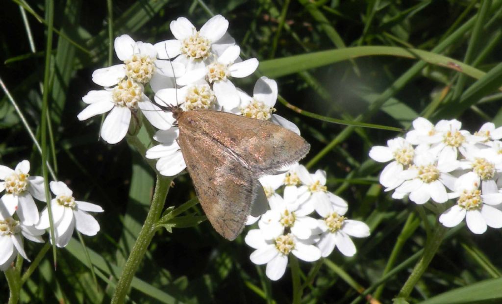 Crambidae o Pyralidae? Crambidae: Pyrausta despicata