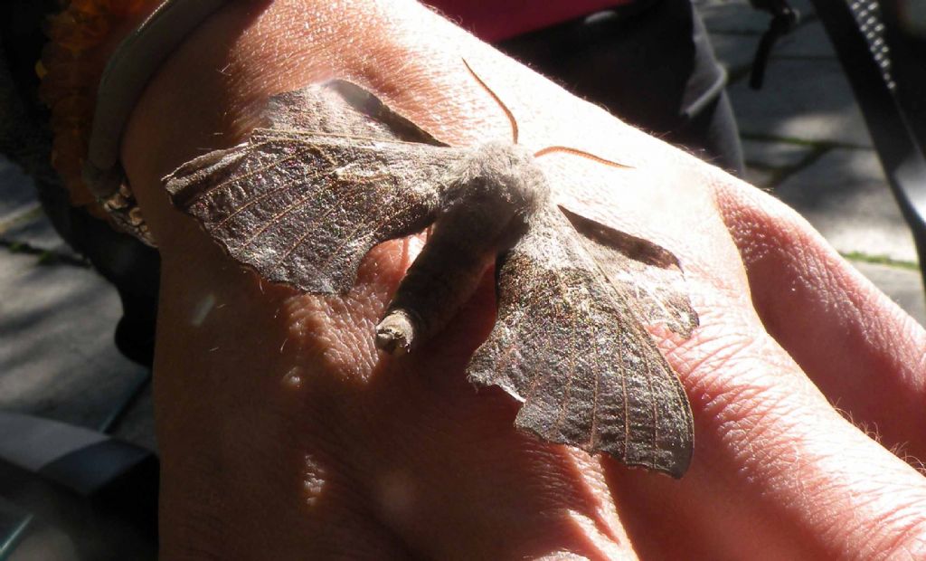 Vecchia falena: Laothoe populi / Sfringe del pioppo - Sphingidae