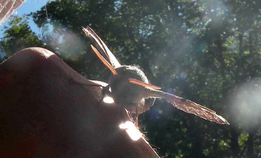 Vecchia falena: Laothoe populi / Sfringe del pioppo - Sphingidae