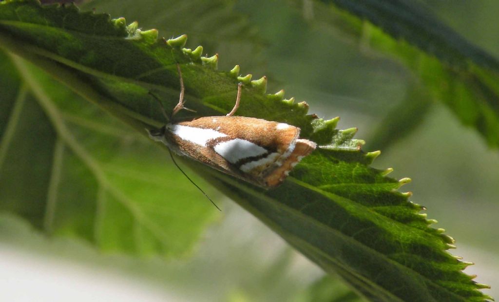 Crambidae: Catoptria sp... quale?  Catoptria sp. !