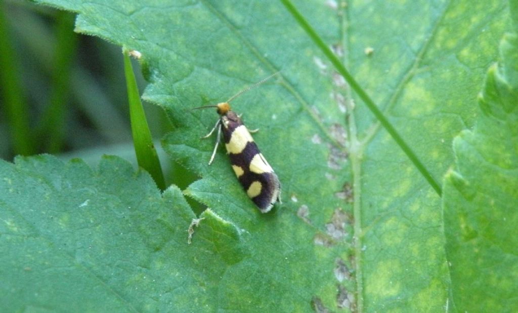 Aethes decimana?  No, Lampronia rupella - Prodoxidae