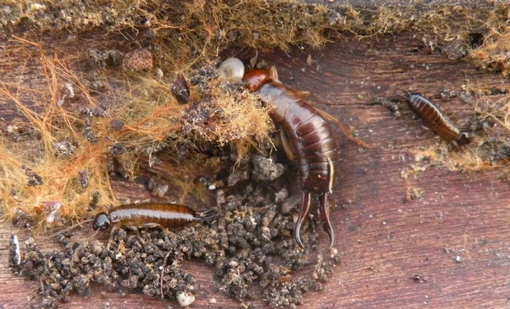 Guanchia (Forficula) obtusangula? S