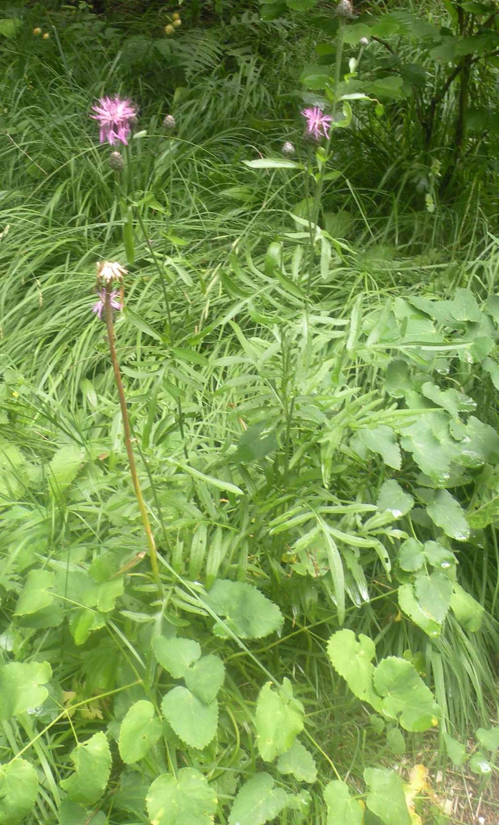 Centaurea scabiosa?