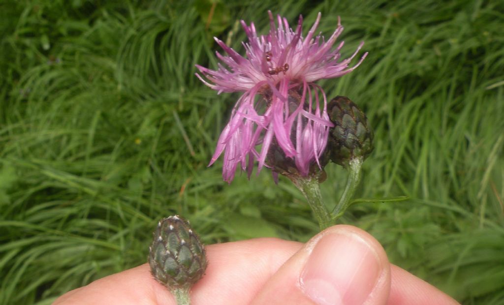 Centaurea scabiosa?