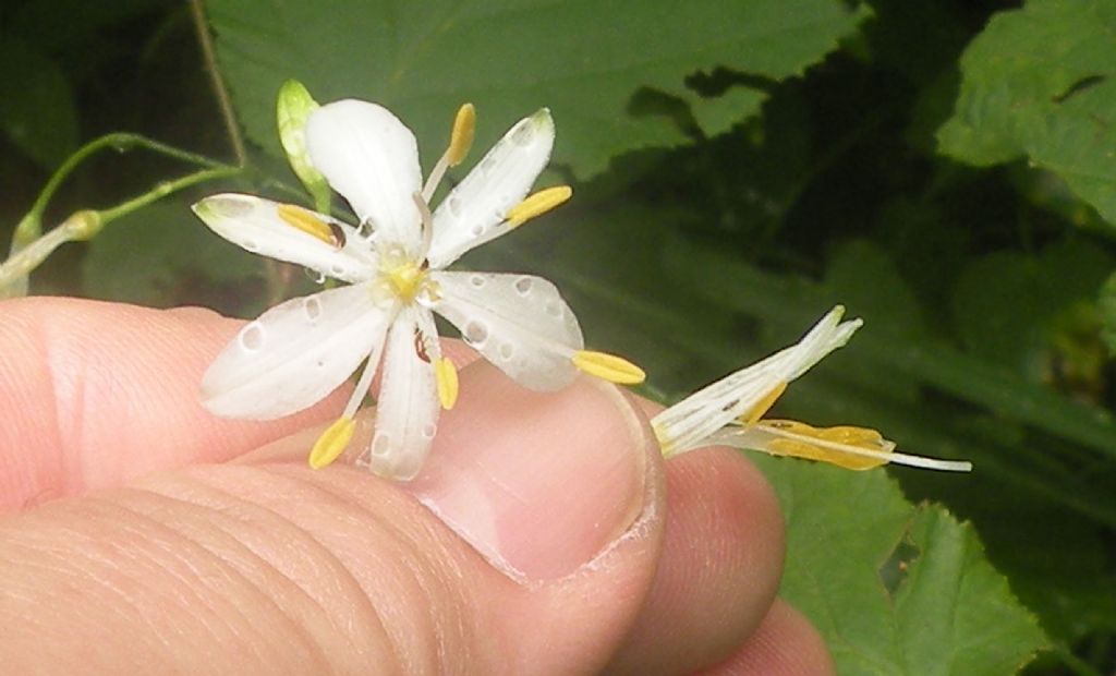 Asparagaceae: Anthericum ramosum (Asparagaceae)