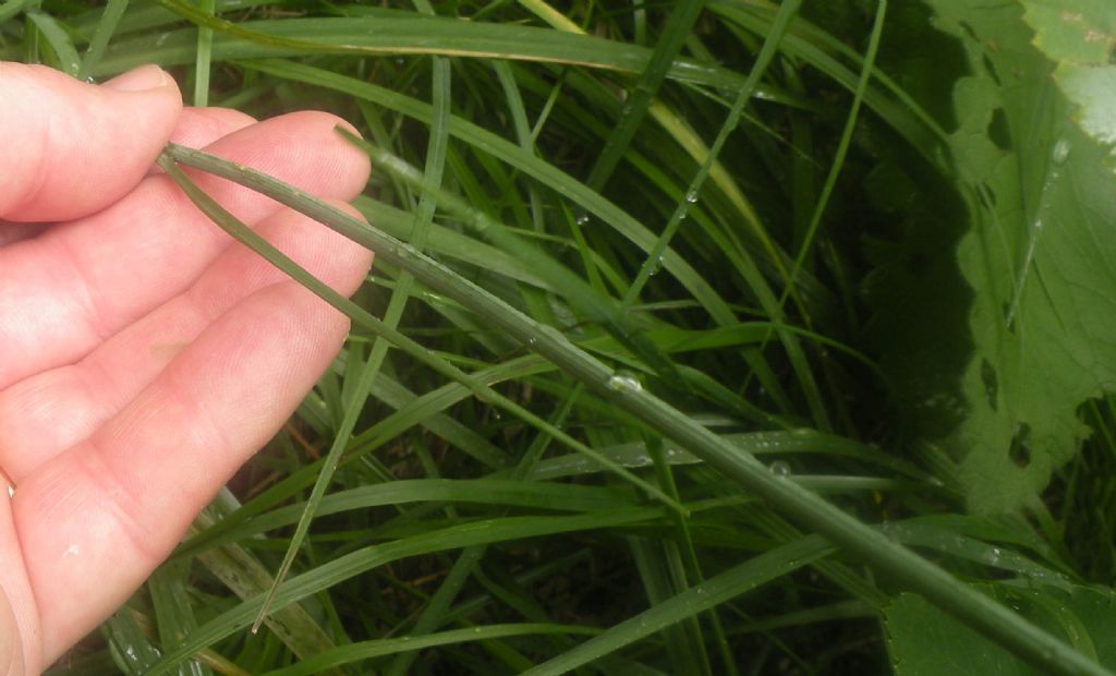 Asparagaceae: Anthericum ramosum (Asparagaceae)