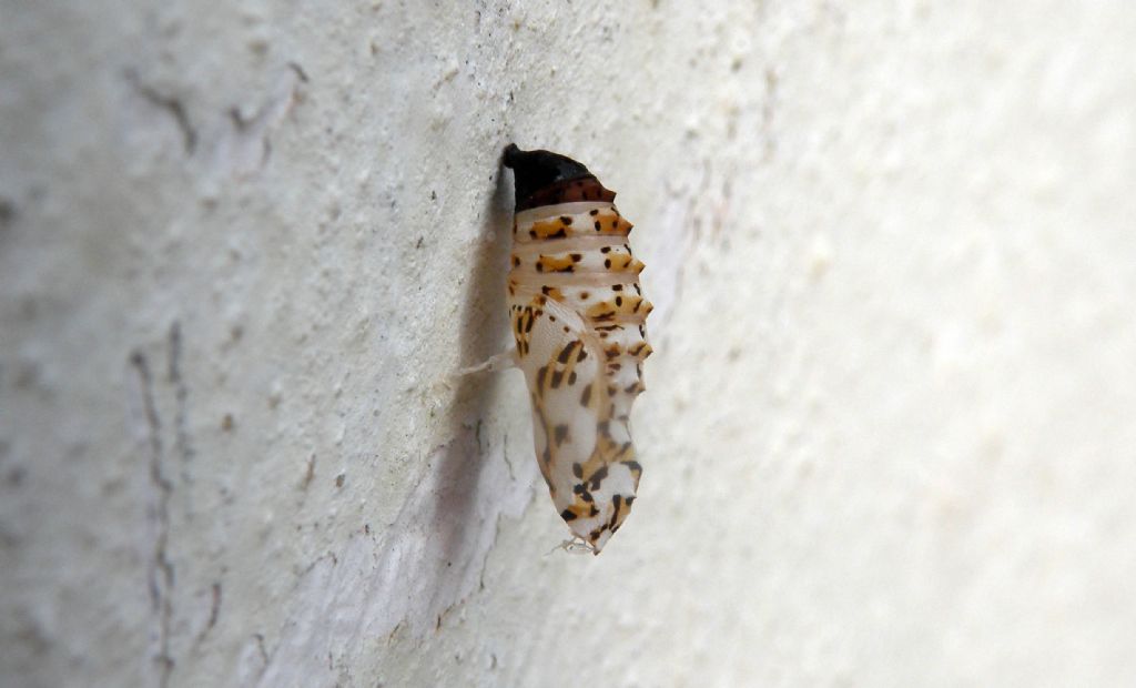 Pupa di Nymphalidae? S�, di Melitaea sp.