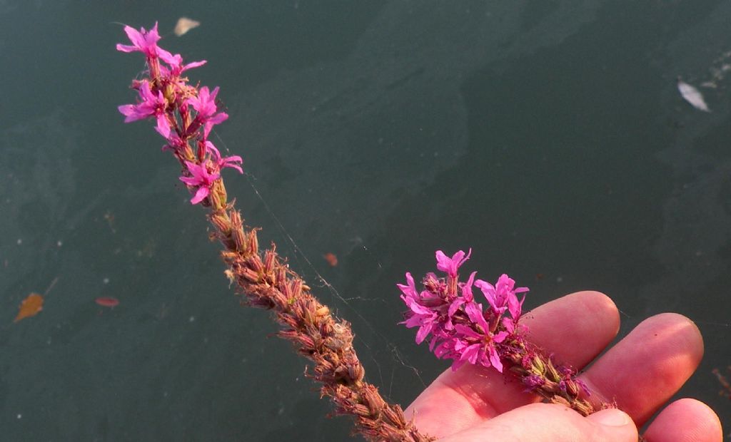 ... quasi sfiorita: Saponaria?  No, Lythrum salicaria (Lythraceae)