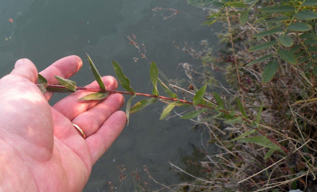 ... quasi sfiorita: Saponaria?  No, Lythrum salicaria (Lythraceae)