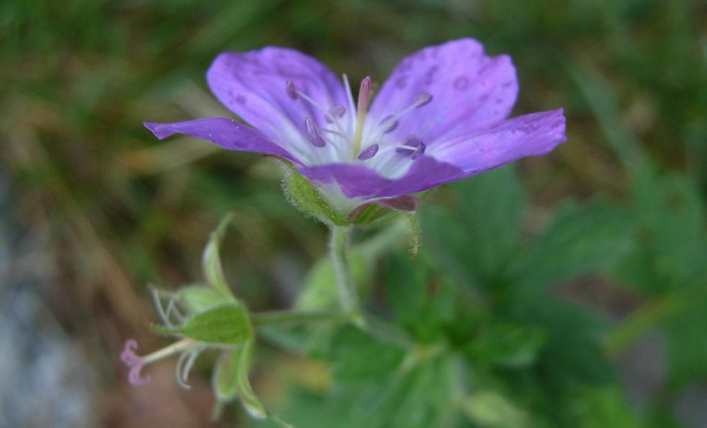 Un vecchio Geranium...Geranium sylvaticum