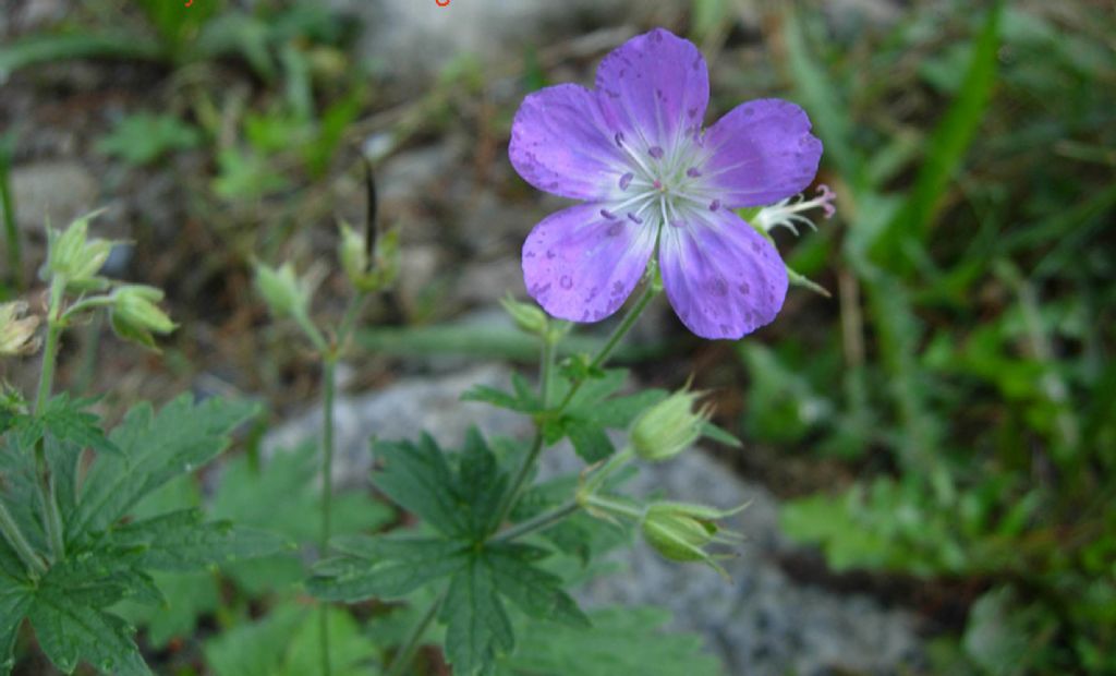 Un vecchio Geranium...Geranium sylvaticum