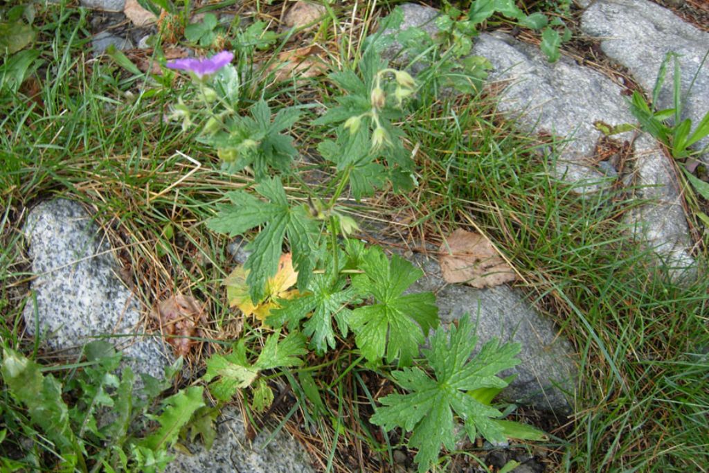 Un vecchio Geranium...Geranium sylvaticum