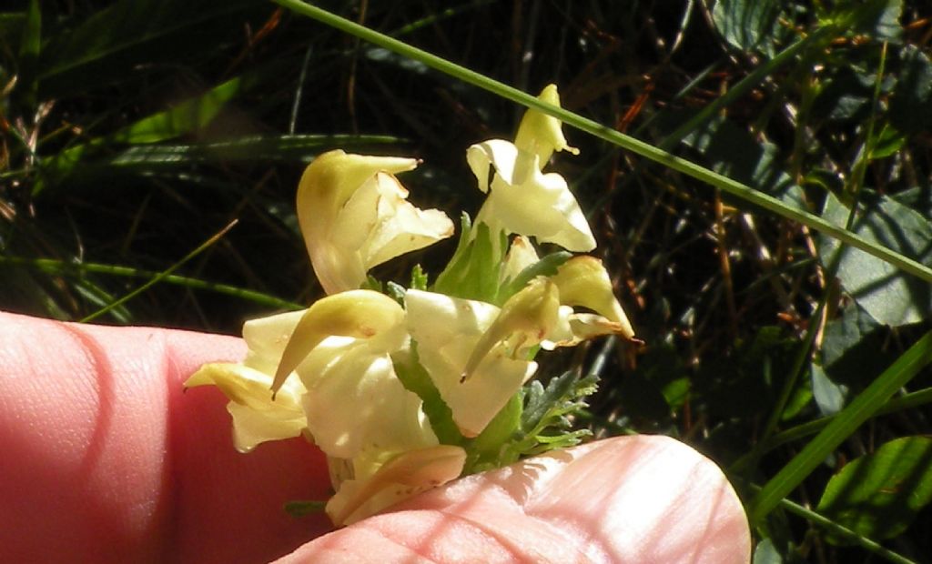 Dovrebbe essere una Pedicularis...  S, Pedicularis elongata