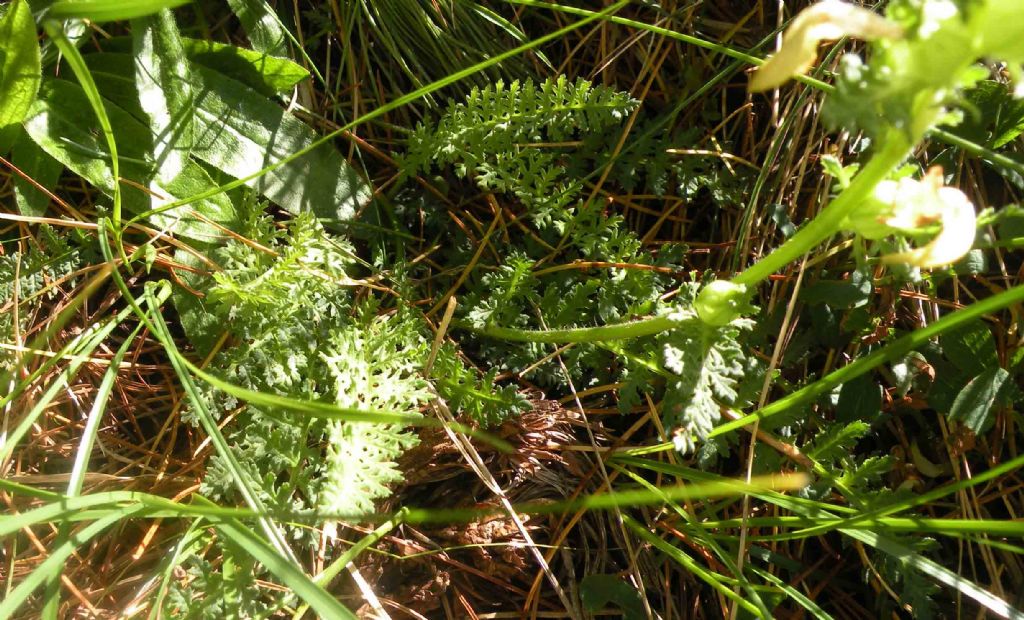 Dovrebbe essere una Pedicularis...  S, Pedicularis elongata