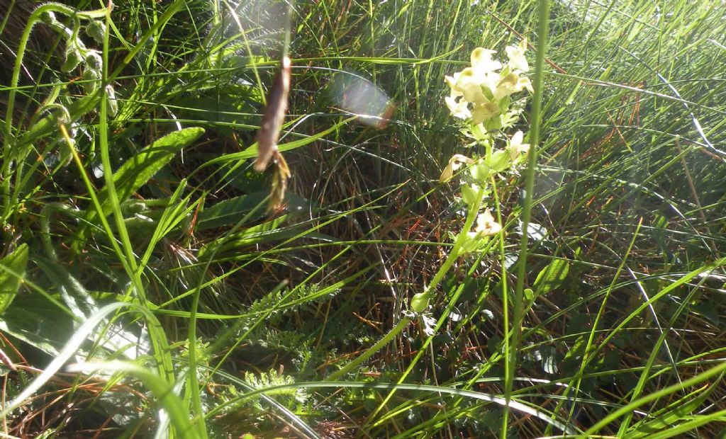 Dovrebbe essere una Pedicularis...  S, Pedicularis elongata