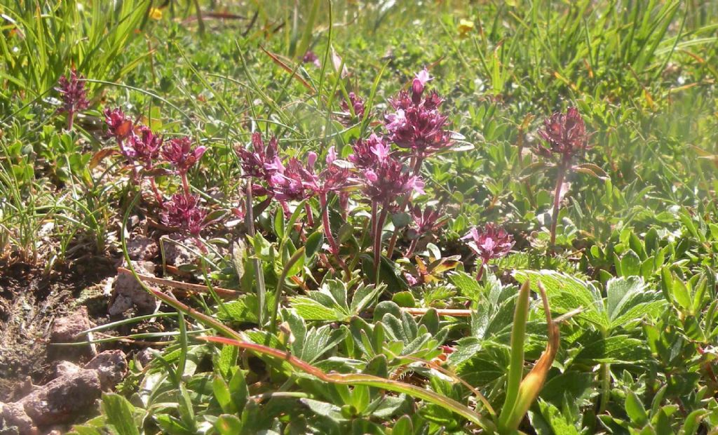 Un Thymus sul Cermis