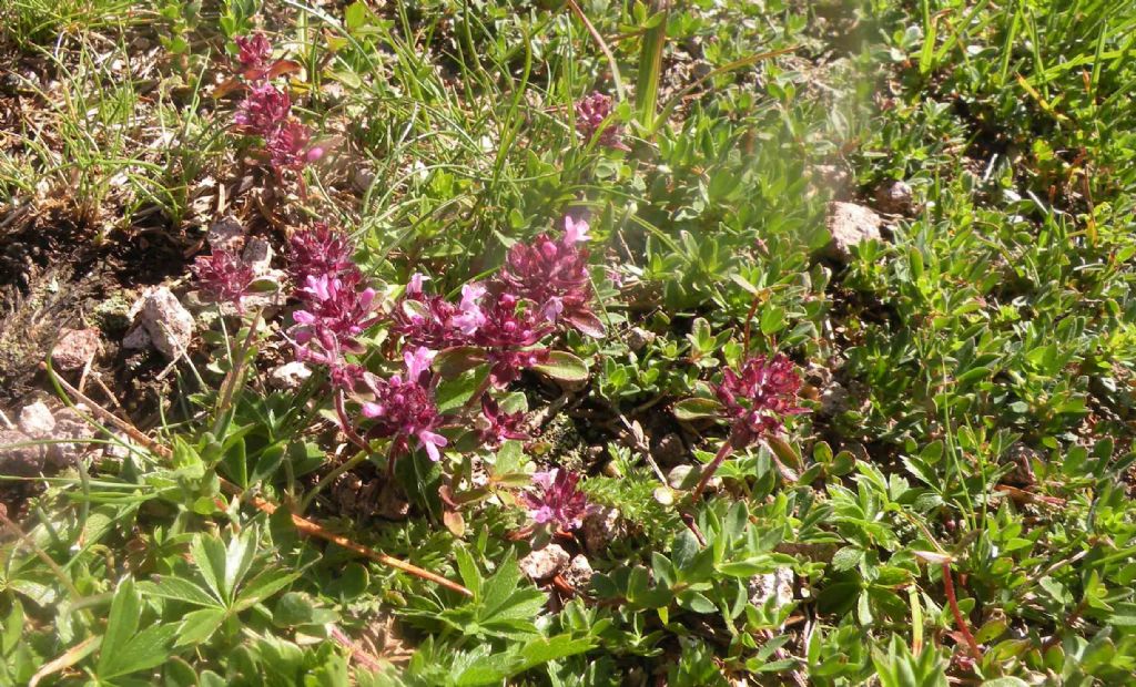 Un Thymus sul Cermis